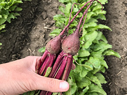 Beets