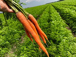 Carrots